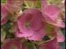 Blume01k