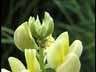 Blume02k