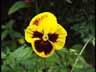 Blume03k