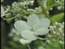 Blume04k