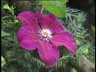 Blume05k