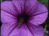 Blume06k