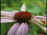 Blume07k