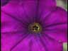 Blume09k