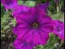 Blume10k