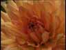 Blume11k