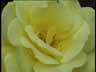 Blume12k