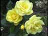 Blume13k