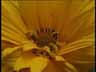 Blume26k