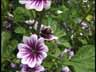 Blume30k