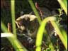 Mietzekatze160997-k