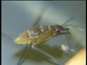 Wasserlaeuferk